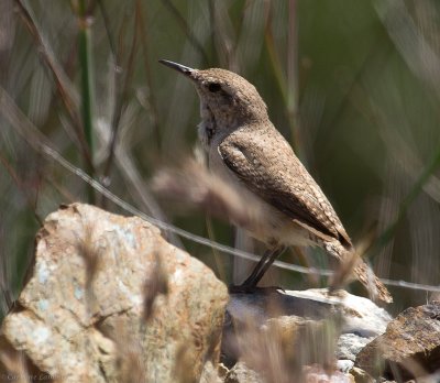 Rock Wren