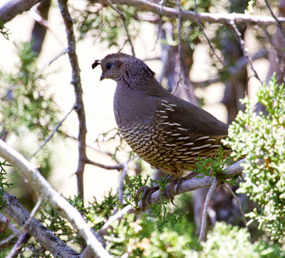 California Quail, female