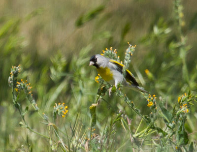 Lawrence's Goldfinches