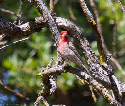 House Finches