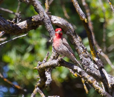 House Finch