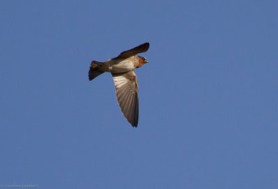 Cliff Swallow