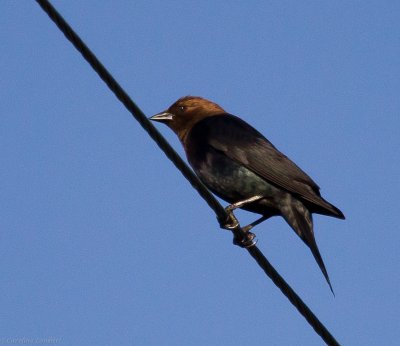 Brown-headed Cowbird