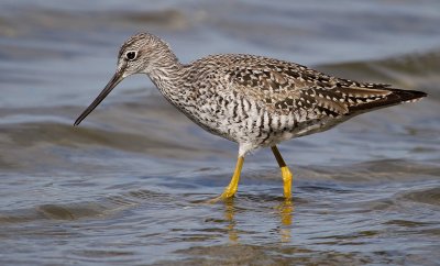Yellowlegs