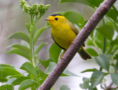 Wilson's Warbler