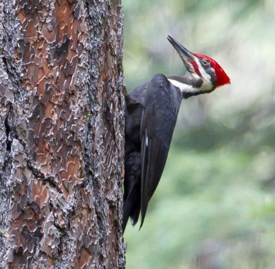 Pileated Woodpecker