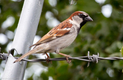 House Sparrow