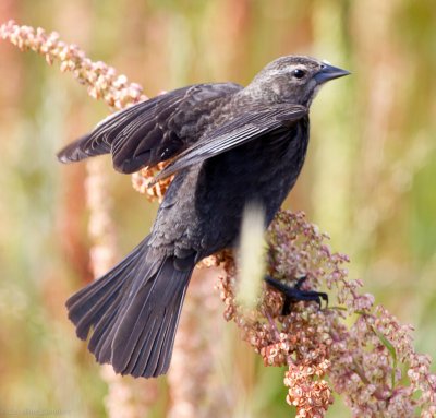 Red-winged Blackbird, female
