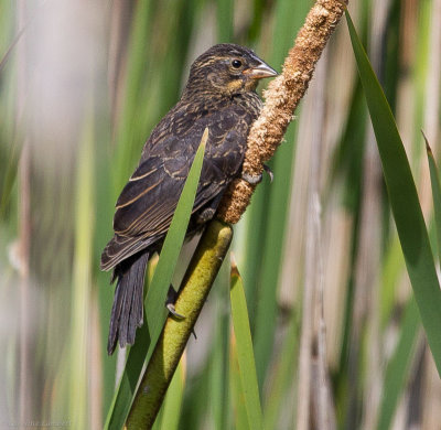 Red-winged Blackbird, juvenile