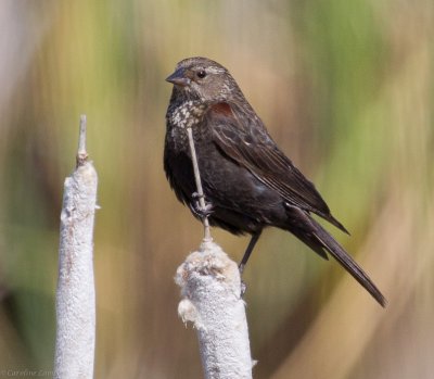 Red-winged Blackbird, immature male?