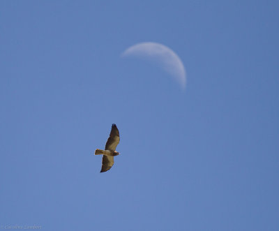 Swainson's Hawk and newish moon
