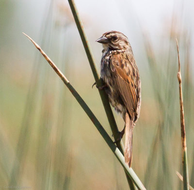 White Slough (San Joaquin Valley) Song Sparrows