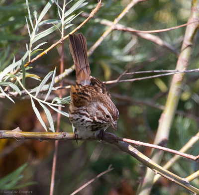Song Sparrow