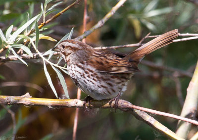 Song Sparrow