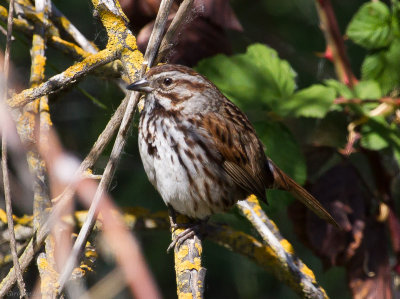 Song Sparrow