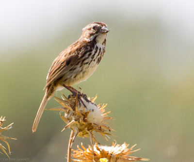 Song Sparrow