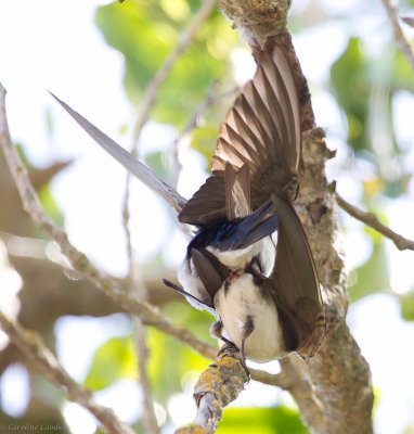 Tree Swallows, mating (the Cloacal Kiss)