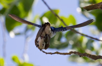 Tree Swallows, mating
