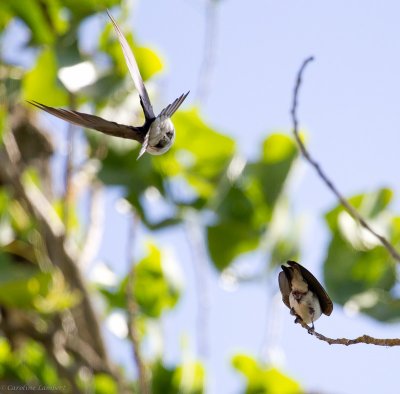 Tree Swallows, mating