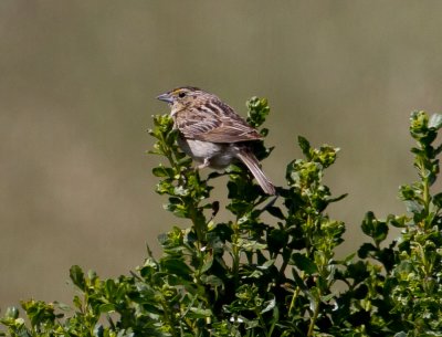 Grasshopper Sparrow