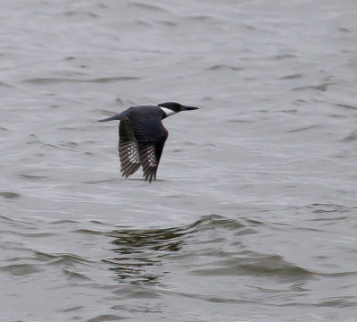 Belted Kingfisher