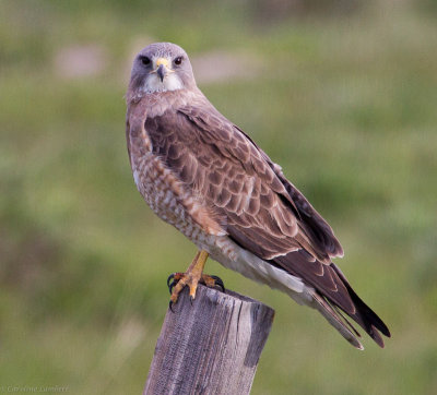 Swainson's Hawk