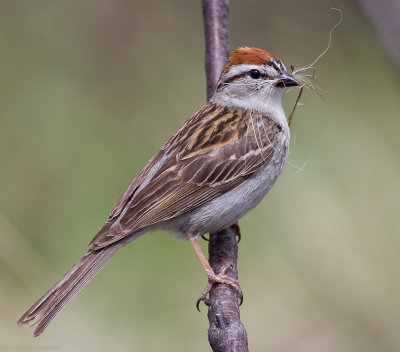 Chipping Sparrows