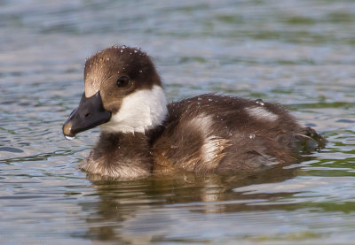 Common Goldeneye chick