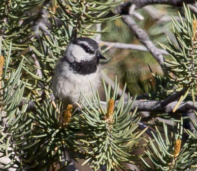 Mountain Chickadee
