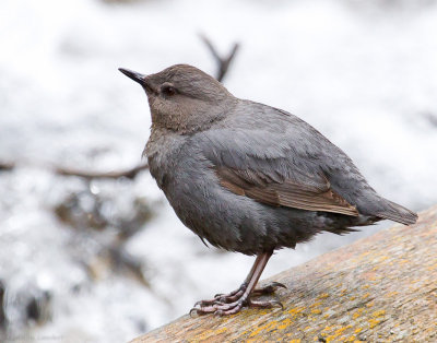 American Dipper