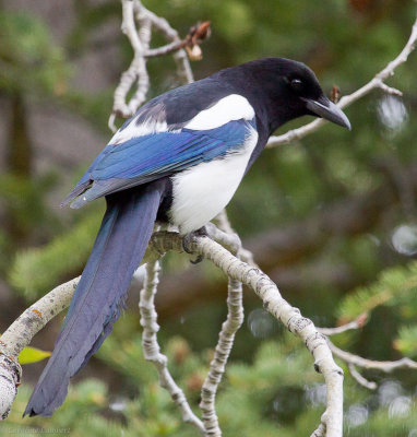 Black-billed Magpie