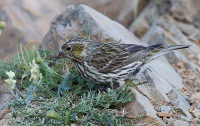 Cassin's Finch, female