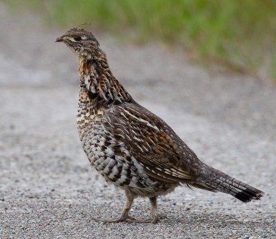 Ruffed Grouse