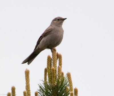 Townsend's Solitaire