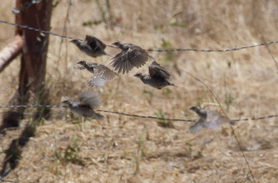California Quail chicks flying