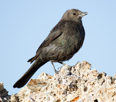 Brewer's Blackbird, juvenile