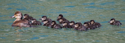 Ruddy Duck mother with chicks