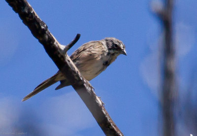 Sage Sparrows