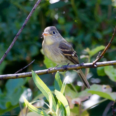 Pacific-slope Flycatchers