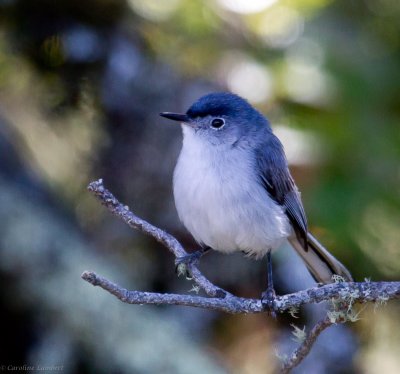 Blue-gray Gnatcatchers