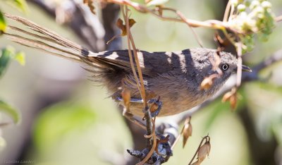 Wrentit