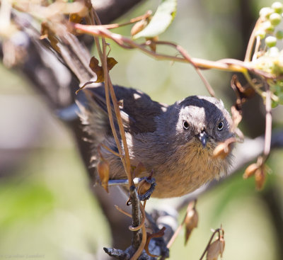 Wrentit