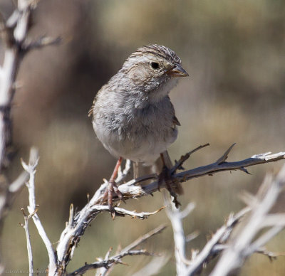 Brewer's Sparrow