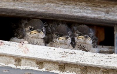Violet-green Swallow chicks