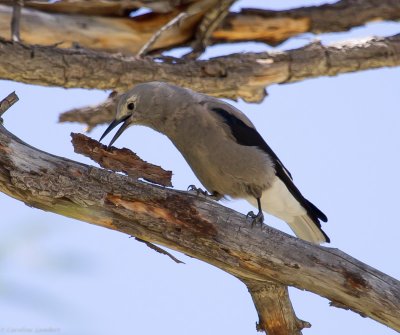 Clark's Nutcracker