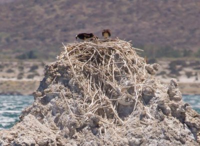 Ospreys in nest on tufa