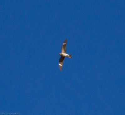 Common Nighthawk