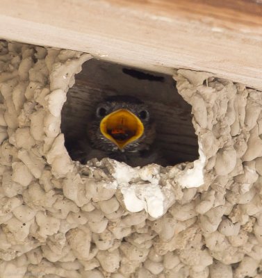 Cliff Swallow chick
