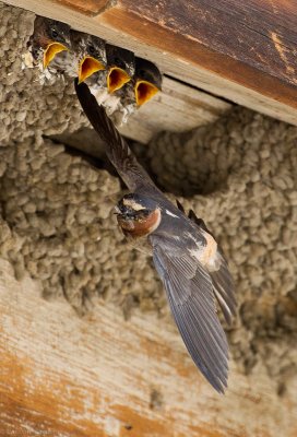 Cliff Swallow parent and chicks