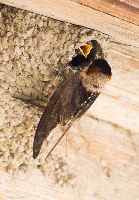 Cliff Swallow parent feeding chick